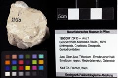 Foto (Objket + Etiketten) von Goniodromites bidentatus (Reuss, 1859) 